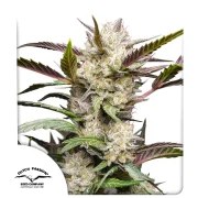Auto Mimosa Punch – product view 1