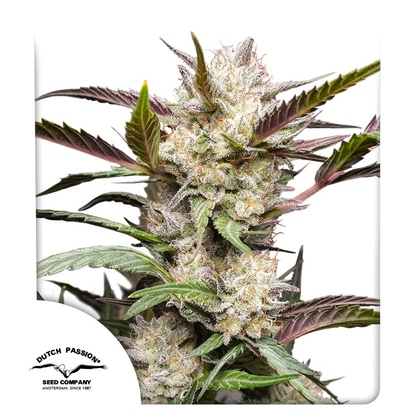 Auto Mimosa Punch – product view 1