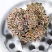 Auto Mimosa Punch – product view 2