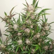 Auto Mimosa Punch – product view 3