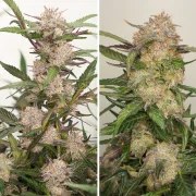 Auto Mimosa Punch – product view 4