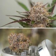 Auto Mimosa Punch – product view 5