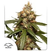 Auto THC-Victory – product view 1
