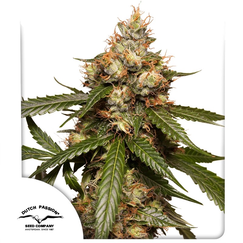 Auto THC-Victory – product view 1