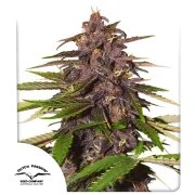 Auto Forbidden Cherry – product view 1
