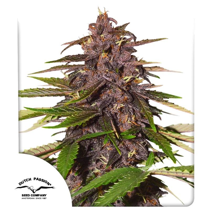 Auto Forbidden Cherry – product view 1