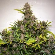 Auto Forbidden Cherry – product view 2
