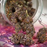 Auto Forbidden Cherry – product view 3