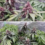 Auto Forbidden Cherry – product view 4