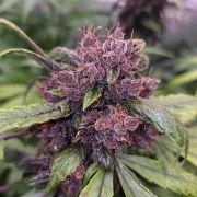 Auto Forbidden Cherry – product view 5