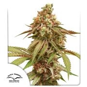 Tropical Tangie – product view 1
