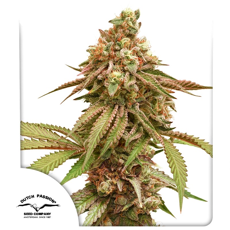 Tropical Tangie – product view 1