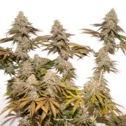 Tropical Tangie – product view 2
