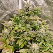 Tropical Tangie – product view 3