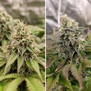 Tropical Tangie – product view 4