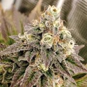 Tropical Tangie – product view 5