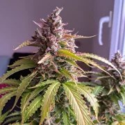 Auto Oh My Gusher – product view 4