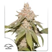 Auto SFV OG – product view 1