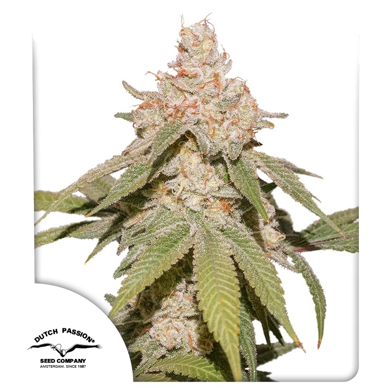 Auto SFV OG – product view 1