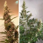 Auto SFV OG – product view 2