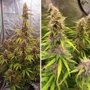 Auto SFV OG – product view 3