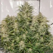 Auto SFV OG – product view 4