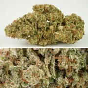 Auto SFV OG – product view 5