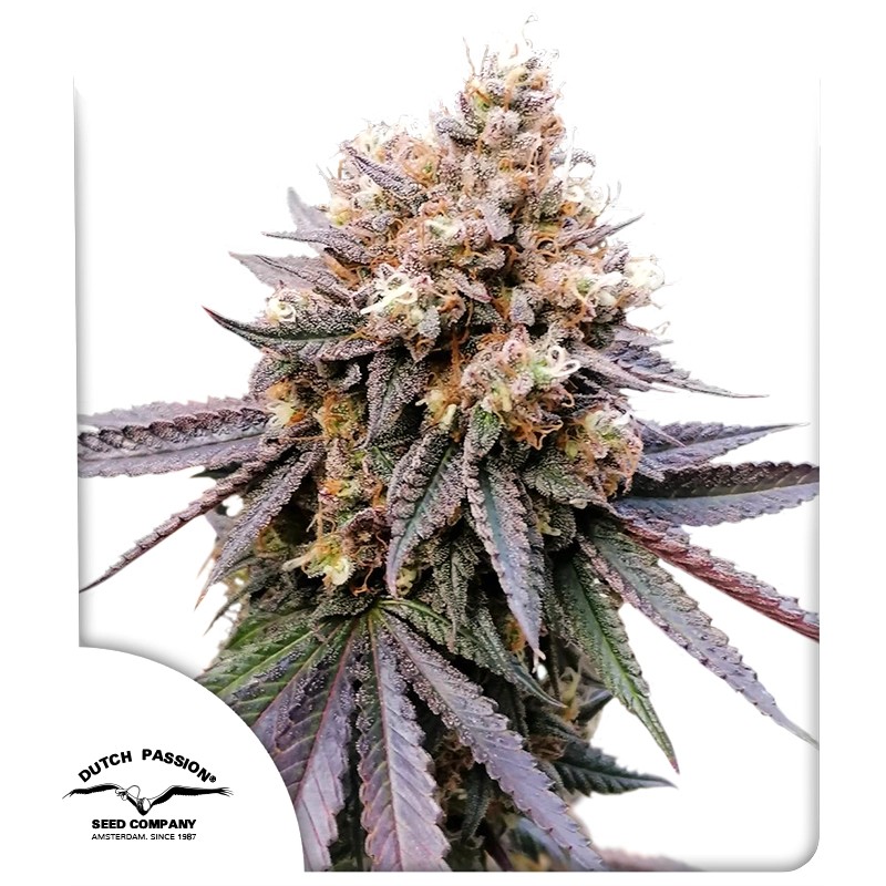 GMO Fast – product view 1