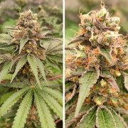 GMO Fast – product view 2