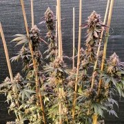 GMO Fast – product view 3