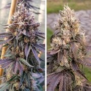 GMO Fast – product view 4