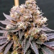 GMO Fast – product view 5