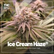High THC Trial Pack – product view 2