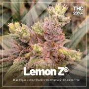 High THC Trial Pack – product view 4