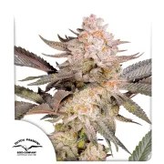 Orange Bud 2.0 – product view 1