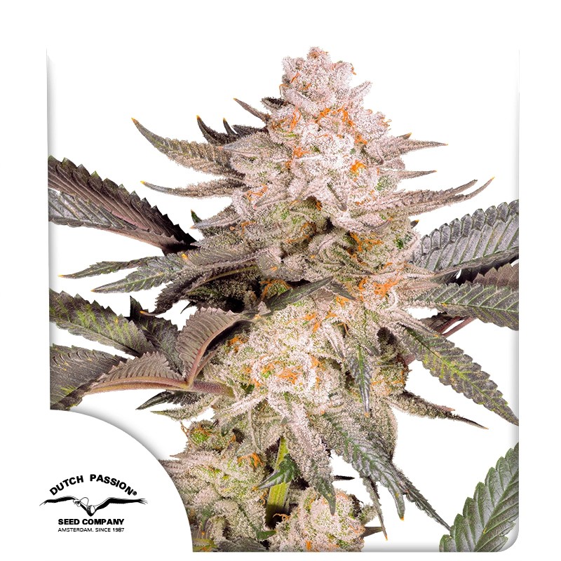 Orange Bud 2.0 – product view 1