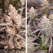 Orange Bud 2.0 – product view 2