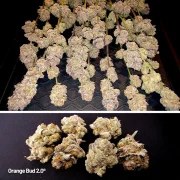 Orange Bud 2.0 – product view 3