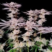 Orange Bud 2.0 – product view 4