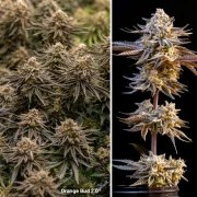 Orange Bud 2.0 – product view 5