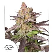Melonade Runtz – product view 1