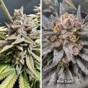 Blue Zushi – product view 3