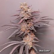 Blue Zushi – product view 4