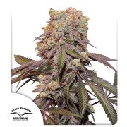 Auto Candy Bubatz XL – product view 1