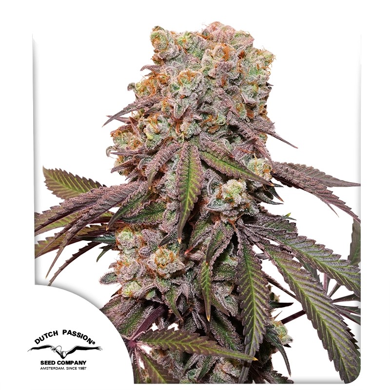 Auto Candy Bubatz XL – product view 1