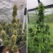 Auto Candy Bubatz XL – product view 2