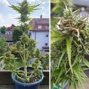 Auto Candy Bubatz XL – product view 3