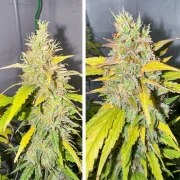 Auto Candy Bubatz XL – product view 4
