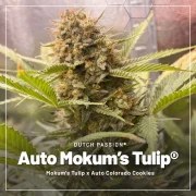 Trial Pack Autoflower – product view 3