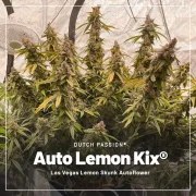 Trial Pack Autoflower – product view 4